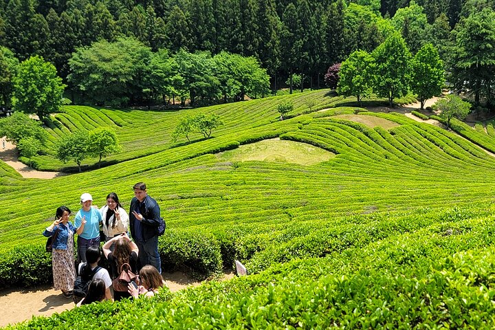 Explore the lush undulating hills of Boseong Tea Plantation where friends gather amidst the fragrant tea leaves enjoying moments of relaxation and the rich flavors of local cuisine.